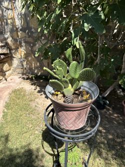 Rabbit Ear Cactus