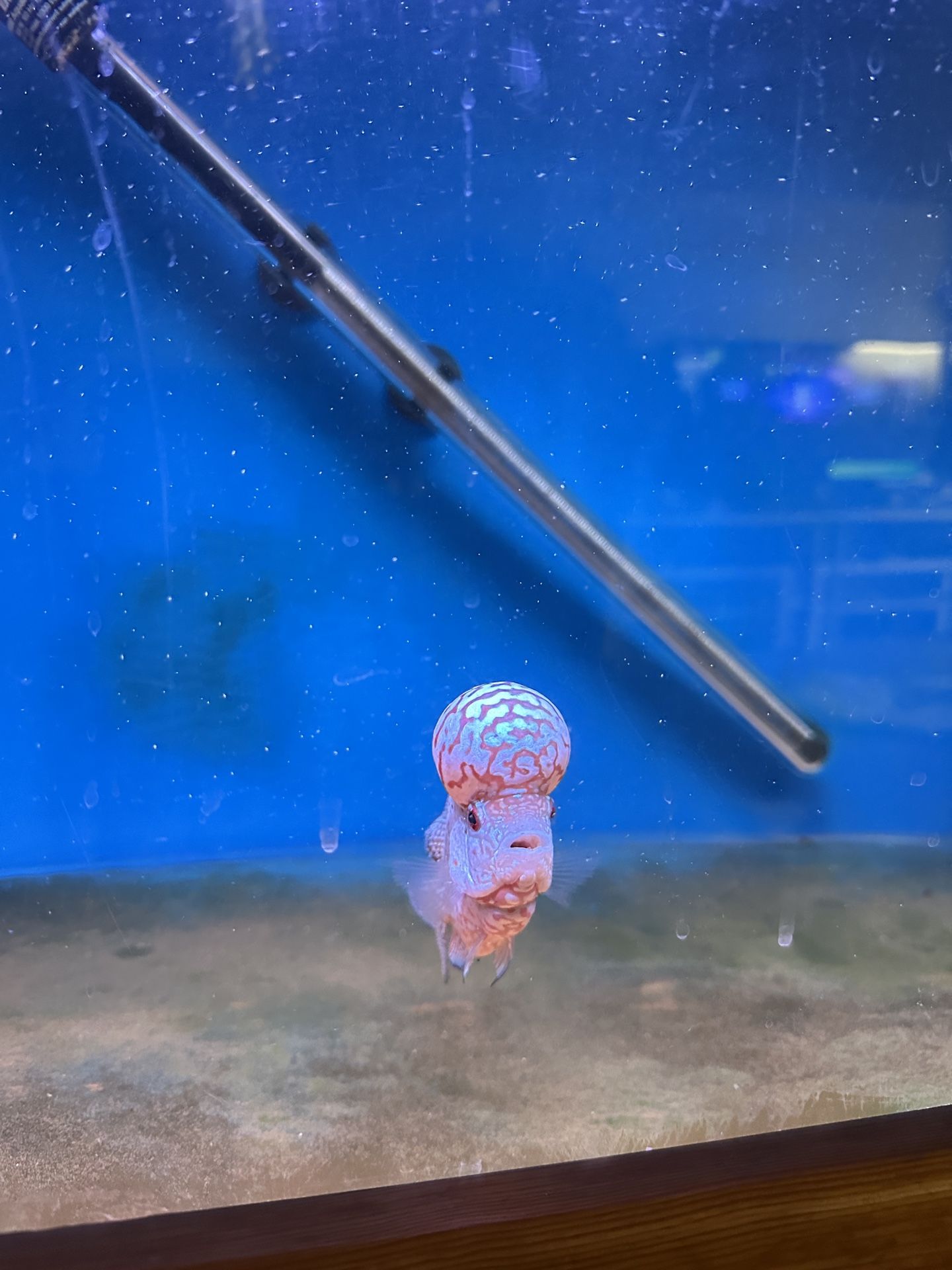 Fish Tank Decor