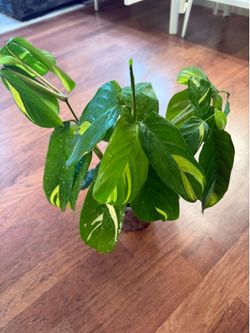 Golden mosaic / ctenanthe lubersiana plant