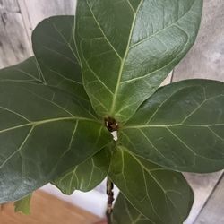 Fiddle Leaf Fig