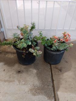 Succulents 12.00 Each Or Two For 20.00