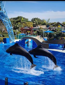 SeaWorld Tickets, Sea World Passes