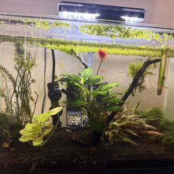 Fish, Tank, Supplies