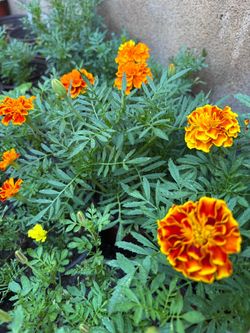 Flores frescas