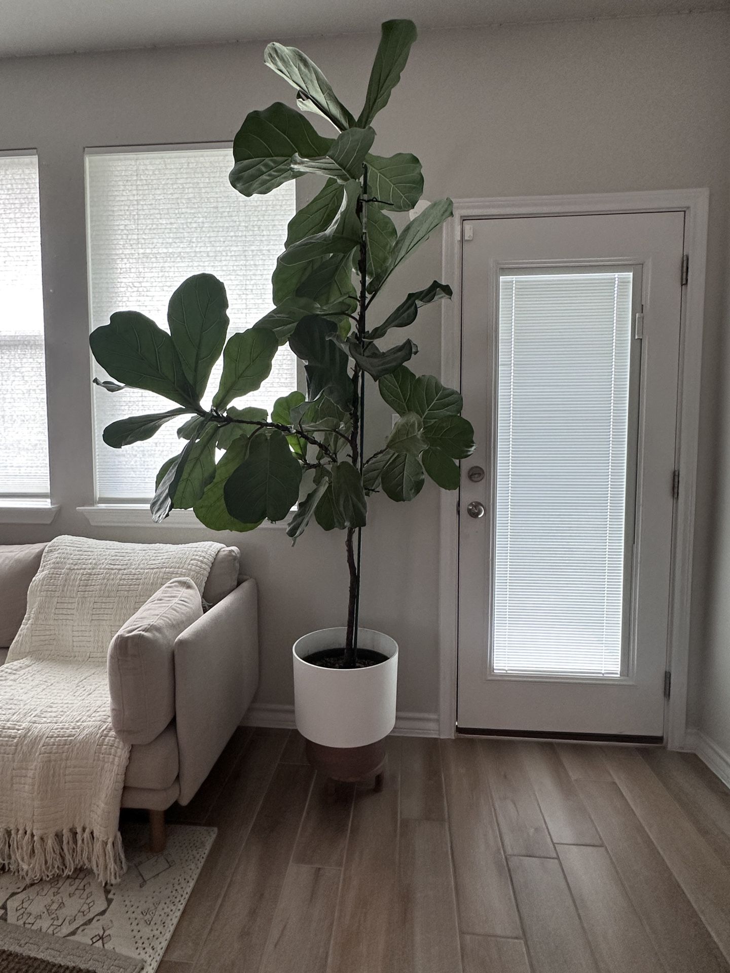REAL!!!!! Stunning 7.5 ft Fiddle Leaf Fig Tree – Lush & Statement-Making