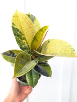 Ficus Shivereana Moonshine Plant 4" Pot - Indoor House Plants