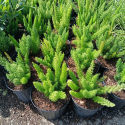 Foxtail Fern Hedges 3gl $6