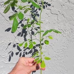 Moringa Trees 3ct With Moringa Seeds 