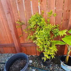 Exotic plants with Pot