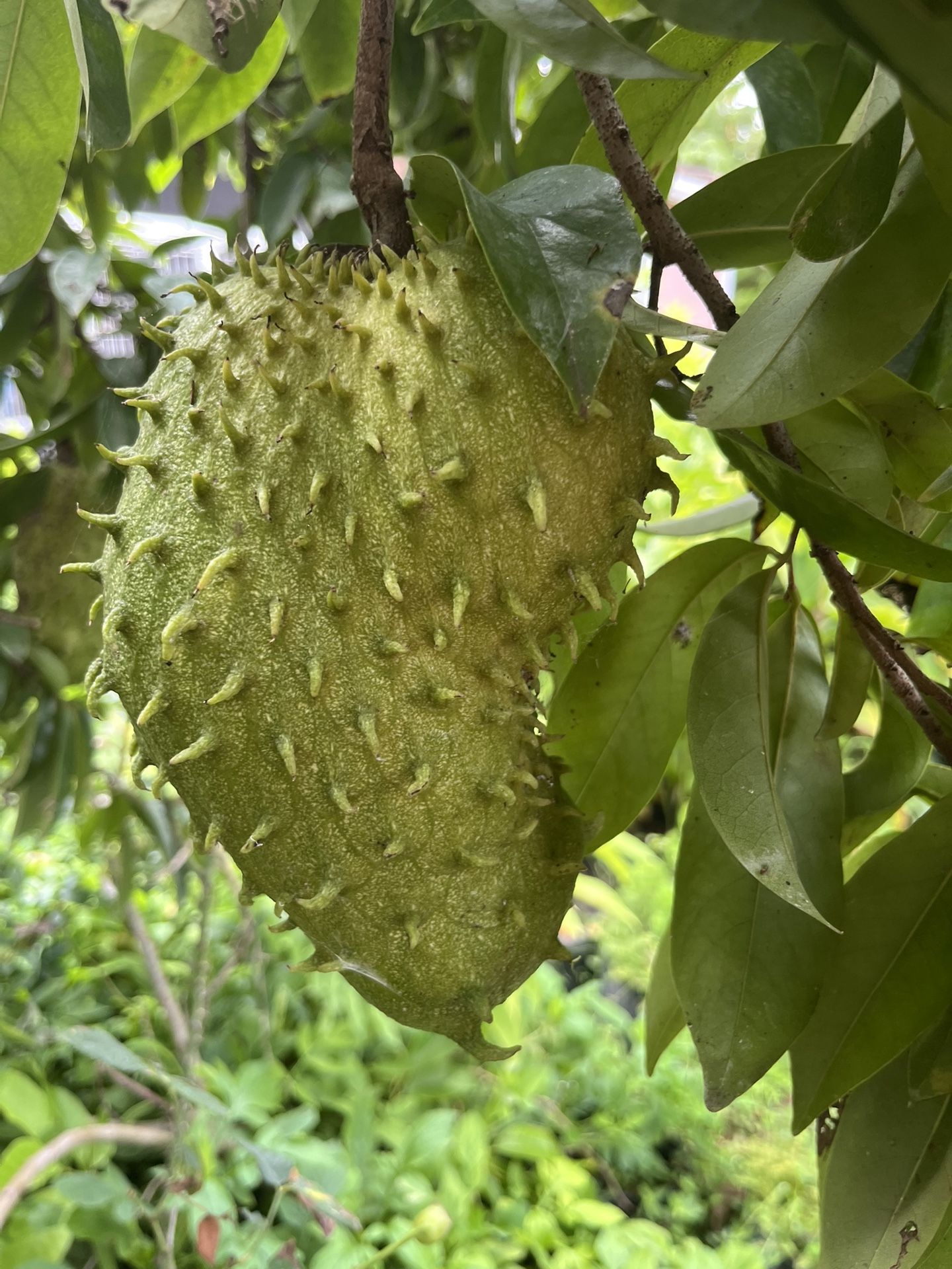 Soursop Fruit $12 Per Lb