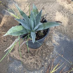 Agave 