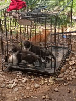 CATs Pet Cage