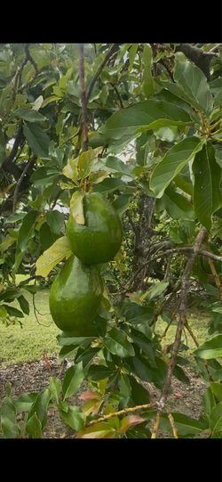 Avocados/Aguacates🥑