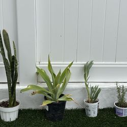 lot of 4 plants succulents - snake agave skyscraper + rosemary