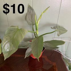 Silver Sword Philodendron Plant