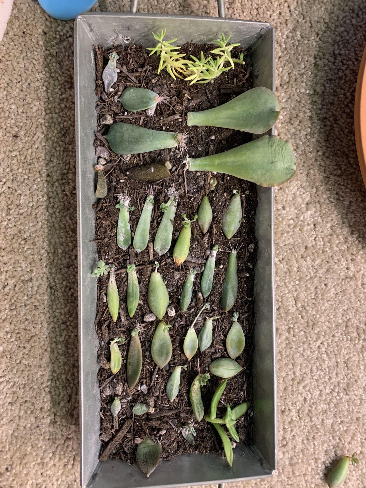 Succulent Propagations