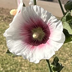 White And Pink Floral Flowers Plants