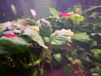 Fire Red Cherry Shrimp
