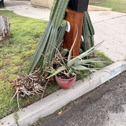 Free Cactus Plants