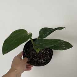 Variegated Cobra Plant