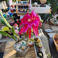 PLANT SALE TODAY AT SAN LORENZO LIBRARY FROM 10 TO 3PM. SWAP MEET