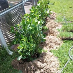 Landscaping And Tree Trimming 