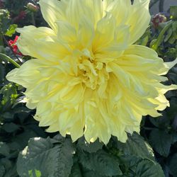 Blooming Yellow Big Flowers Dahlia ,in 5 Gallons Pot Pick Up only