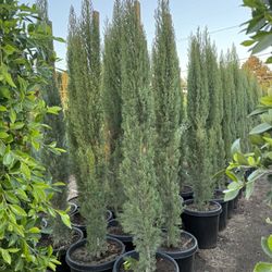 Italian Cypress Hedge 