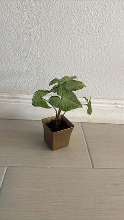 Real Syngonium Plant 