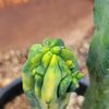 Cacti Bruh