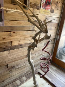 Bird tree