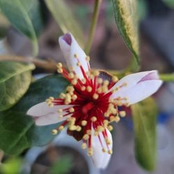 Pineapple Guava Aka Feijoa Rooted Plant