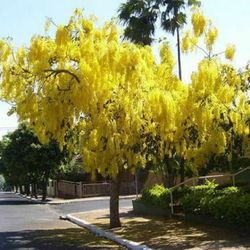 golden shower trees in 3 gal 