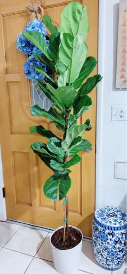 Fiddle Leaf Fig Tree