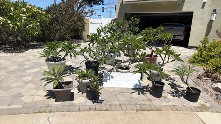 Plumerias