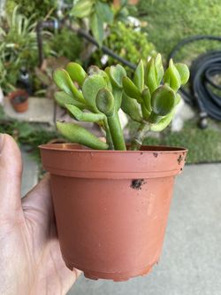 Succulent 