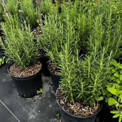 In 3 Gallon Container- Rosemary Plants