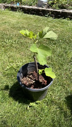 Lsu fig tree