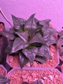 Haworthia rare