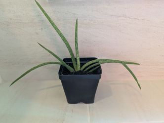 Aloe Plant