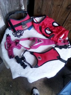 My Doggy Care Bundle