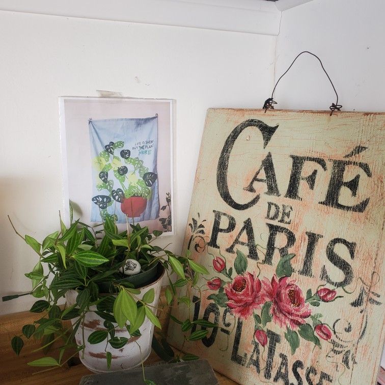 Funky Frog Plant Gorgeous Trailing Branches Like Ivy Easy Care