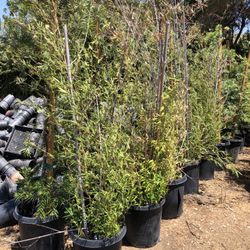 8-9’ golden Bamboo trees Landscape Plants Ferns succulents grass