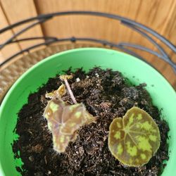 Begonia Bowerae (Green Pot-B)