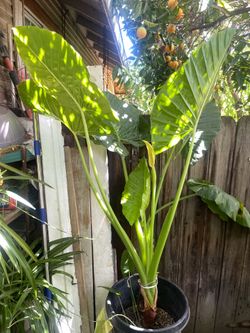 Elephant ear plant
