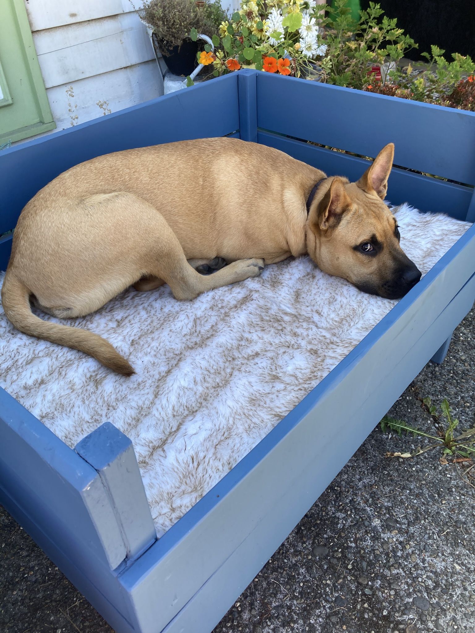 Custom Large Pet Bed 40 w x 27 d x 24 h