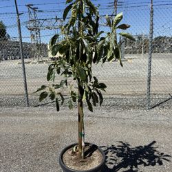 Hass Avocado Tree