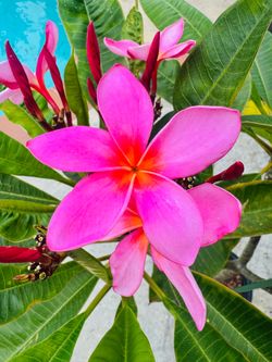 Plumeria