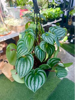 Plants (6”pot Peperomia 🍉 watermelon $15)