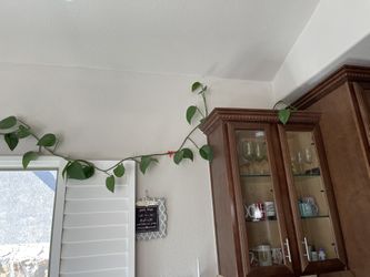 Planta Julieta Hoja 🍃 Grande Solo El Costado Derecho
